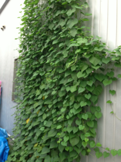 image-20130730083205.png